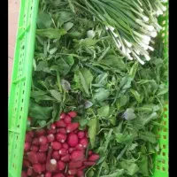 سبزی خوردن پاک شده . جوانه ماش