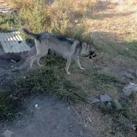 سگ ماده عراقی