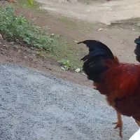 خروس محلی|حیوانات مزرعه|آستارا, |دیوار