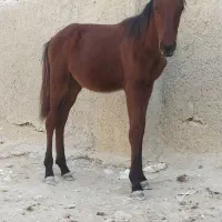 کره اسب|اسب و تجهیزات اسب‌سواری|آبپخش, |دیوار