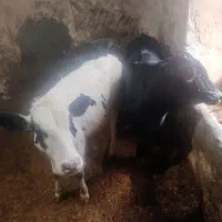 دو عدد گوساله درجه یک سالم