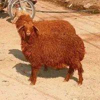 بره یا گوسفند.       گاو بز