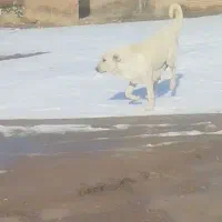 واگذاری ماده سراب