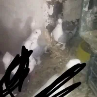 کفتر دوکت