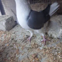 کبوتر بدرنگ|پرنده|مهاباد (اصفهان), |دیوار