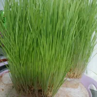 فروش یونجه وعلف درهم