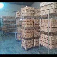 مشکی راس پکنی