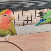 طوطی برزیلی