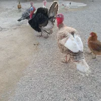 چهار تا بوقلمون