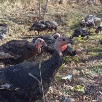 بوقلمون|پرنده|مشگین شهر, |دیوار