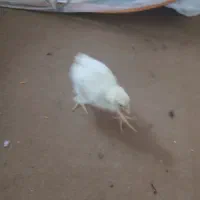 فروش جوجه خروس