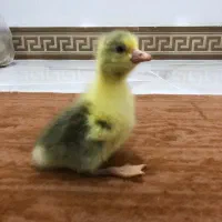 جوجه غاز محلی سرحال|حیوانات مزرعه|ساری, |دیوار