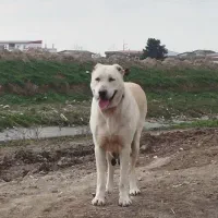 سگ آلابای ماده دوساله