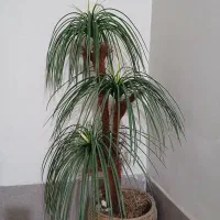 گیاه مصنوعی زینتی|گل مصنوعی|اصفهان, بهارستان|دیوار