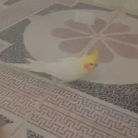 عروس پاریس