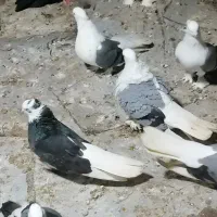 کبوتر سوز شور|پرنده|بوشهر, |دیوار