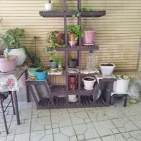 استند گل