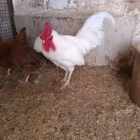 مرغ و خروس محلی