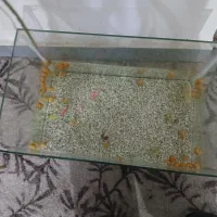 آکواریوم متوسط شیشه خم|ماهی|بندر گناوه, |دیوار