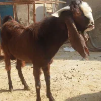 بز نر نجدی و افغانی هیکل درشت|حیوانات مزرعه|بندر ماهشهر, |دیوار