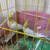 عروس هلندی2عدد سالم به علت کمبود جا به فروش می رسد|پرنده|مرند, |دیوار