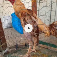 دوتا لاری اصل افغان|حیوانات مزرعه|فاضل آباد, |دیوار