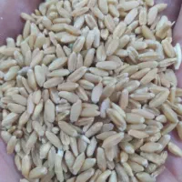 گندم سفید درجه یک آذر 2وگندم ابی 3چهار تن|خدمات باغبانی و درختکاری|کوهدشت, |دیوار