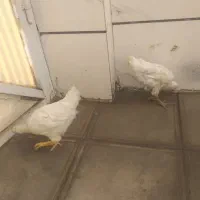 جوجه مرغ خروس