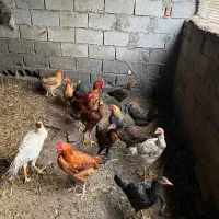 مرغ و خروس لاری و محلی