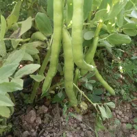 فروش ۳ تن باقلا رقم هیستال و برکت|خوردنی و آشامیدنی|داراب, |دیوار