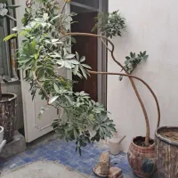 فروش گلهای اپارتمانی نصف قیمت