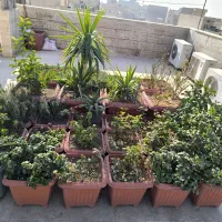 تعدادی گلدان مناسب حیاط یا روف گاردن|گل و گیاه طبیعی|ری, سرتخت|دیوار