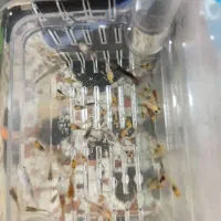 بچه ماهی مولی با گوپی