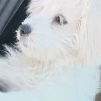 سگ پاکوتاه|سگ|سیرجان, |دیوار