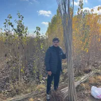 صنوبر|گل و گیاه طبیعی|سلماس, |دیوار