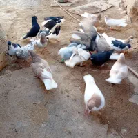 کبوتر سیاپوش و هفرنگ