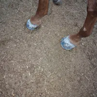 سلام نعلبندی وقیار اسب