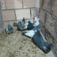 کفتر|پرنده|رضویه, |دیوار