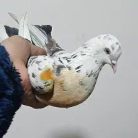 کفتر پرشی ذات دار غریب|پرنده|شهریار, کهنز|دیوار