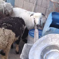 گوسفند‌وبره‌نر ‌‌برها‌۵عدد نر‌یک‌قوندوزی