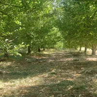 فروش-با-غ-باچه