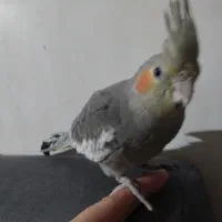 عروس هلندی جوجه دستی|پرنده|مشهد, شهید احمدی روشن|دیوار