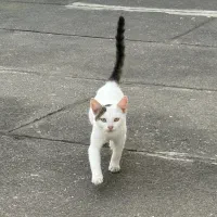 واگذاری گربه نر