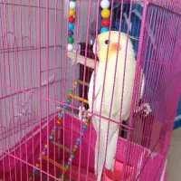 عروس هلندی نر
