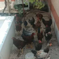 مرغ 5ماهه