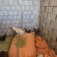 فروش مرغ خروس و غاز|حیوانات مزرعه|شیراز, گچی|دیوار
