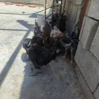 جوجه محلی