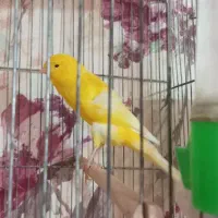 قناری رسمی بلند شاخص|پرنده|شیراز, آبیاری|دیوار