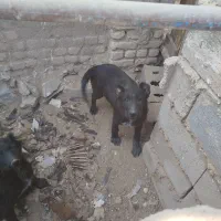 سگ قدرجونی|سگ|رودشت (اصفهان), |دیوار