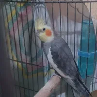 عروس هلندی نر با تغذیه ی سالم|پرنده|امیدیه, |دیوار